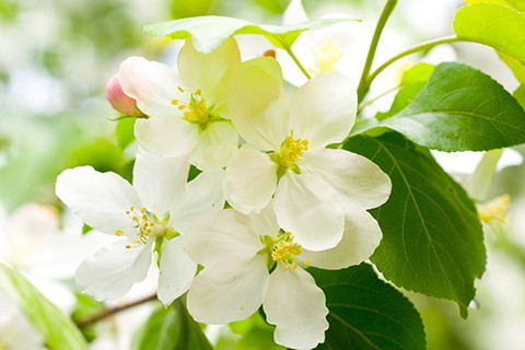 什么八字不适合戴银 什么八字适合戴银饰